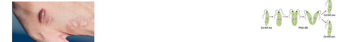 Hình minh họa các allele đột biến