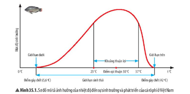 Hình giới hạn nhiệt độ cá rô phi